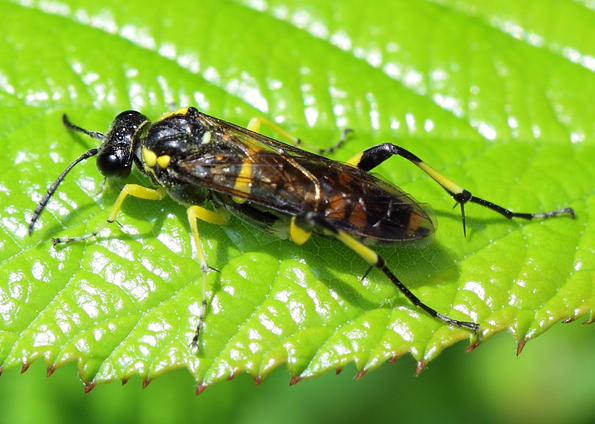 Tenthredinidae: femmina di Macrophya montana